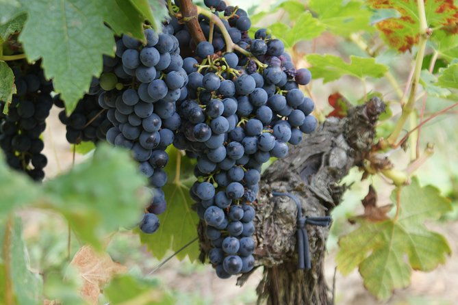 full-day-wine-tour-in-saint-emilion-premium-sedan-2