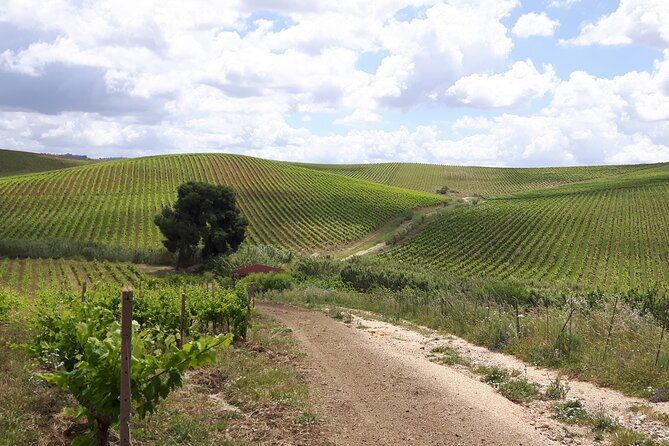 full-day-wine-tour-in-western-sicily-2