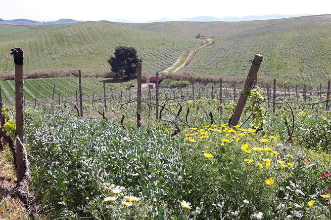 full-day-wine-tour-in-western-sicily-2