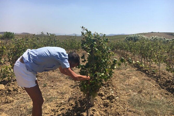 full-day-wine-tour-in-western-sicily