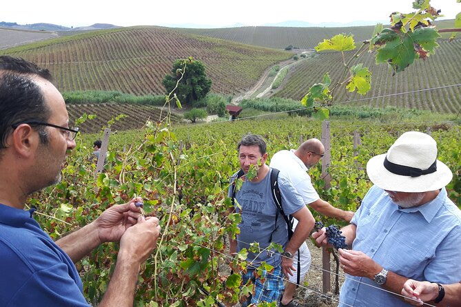 full-day-wine-tour-in-western-sicily