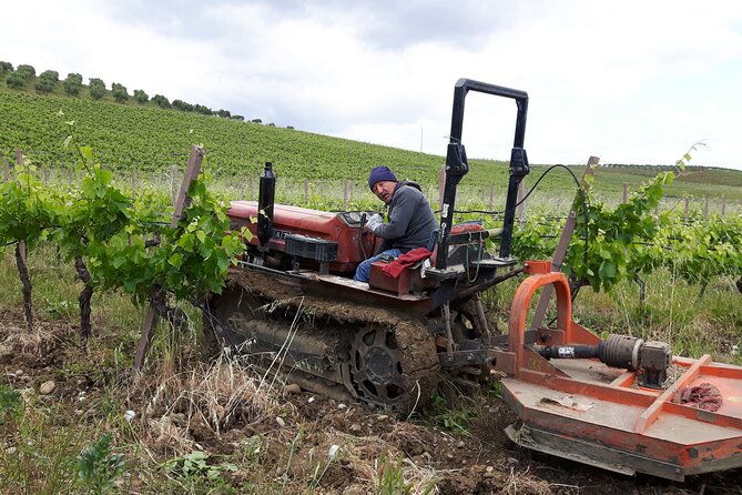full-day-wine-tour-in-western-sicily
