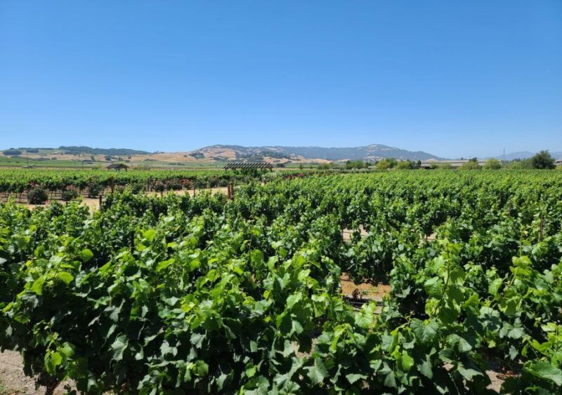 full-day-wine-tour-to-napa-sonoma-3-tastings-included
