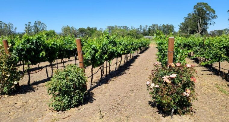 full-day-wine-tour-to-napa-sonoma-3-tastings-included