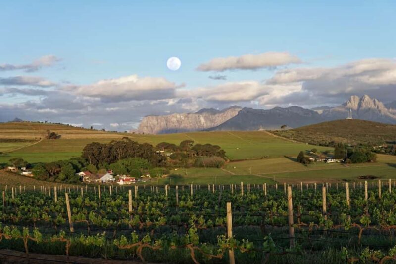 Full day Wine Tour with 14 Wine tasting + Lunch INCLUDED - Exploring the Cape Winelands: A Full-Day Wine Tour Experience