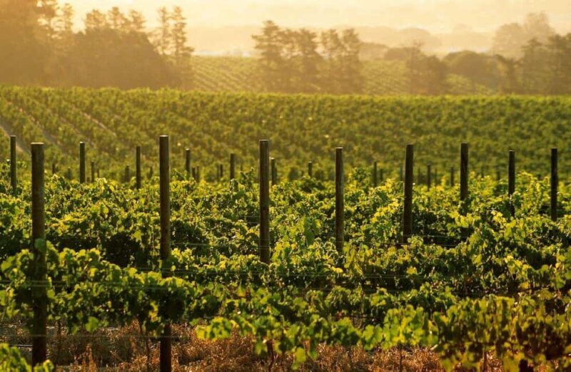 Full day Wine Tour with 14 Wine tasting + Lunch INCLUDED - An In-Depth Look at the Itinerary