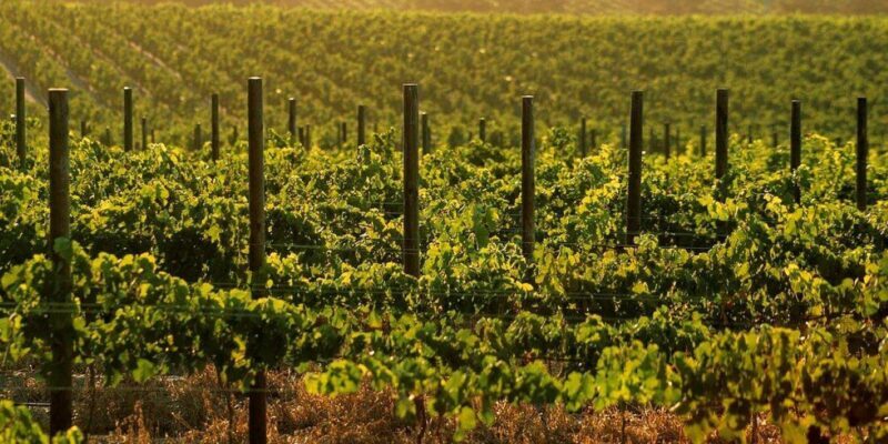 Full day Wine Tour with 14 Wine tasting + Lunch INCLUDED - Final Thoughts: Who Will Love This Tour?