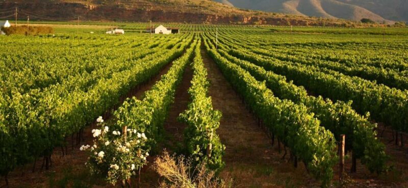 Full day Winelands Tour - The Sum Up: Is It Worth It?