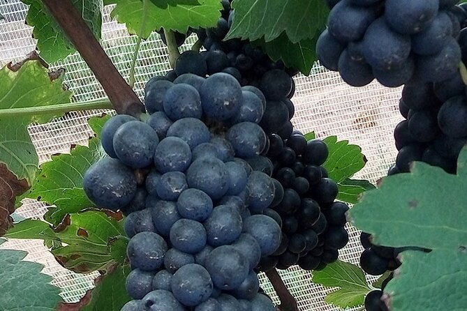 full-day-winery-tour-from-rio