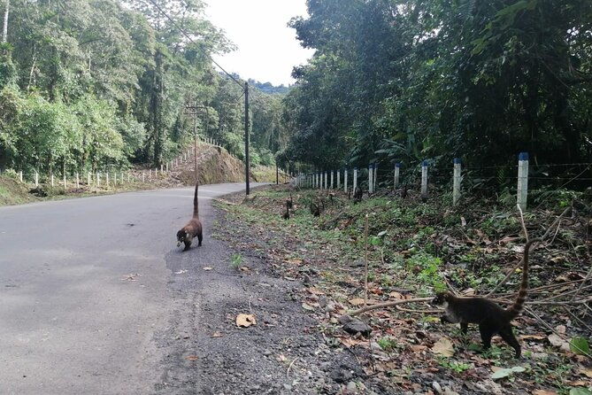 full-day-with-canopy-horse-back-riding-and-cultural-arenal-visit-from-san-jose