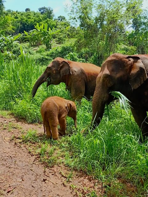 Full-day with CHIANGMAI ELEPHANT CARE and Sticky waterfall - Key Points