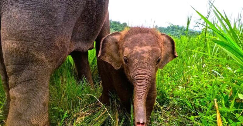 Full-day with CHIANGMAI ELEPHANT CARE and Sticky waterfall - The Itinerary Breakdown