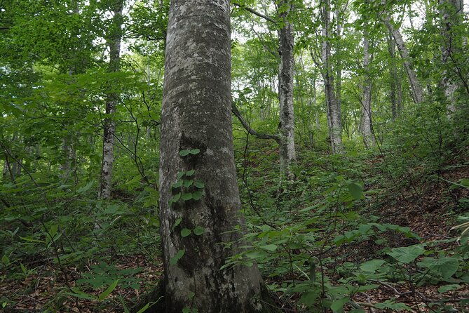 full-day-world-heritage-shirakami-mountains-hiking-tour