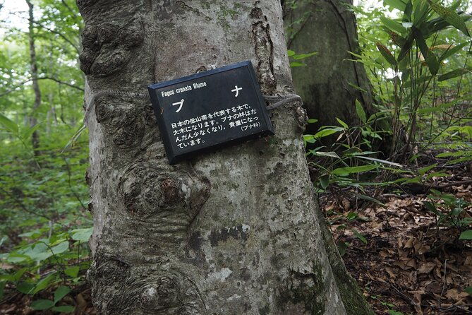 full-day-world-heritage-shirakami-mountains-hiking-tour