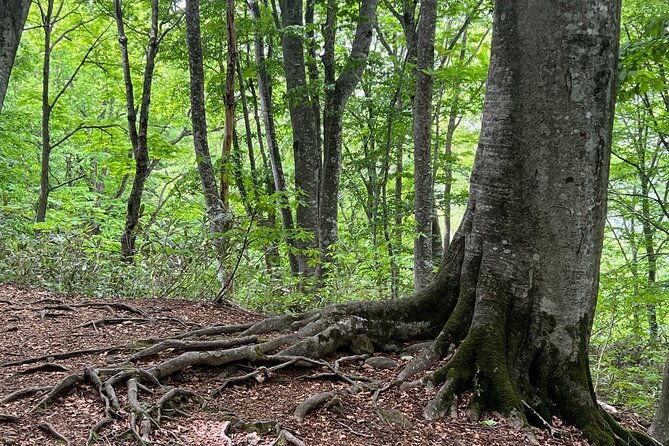 full-day-world-heritage-shirakami-mountains-hiking-tour