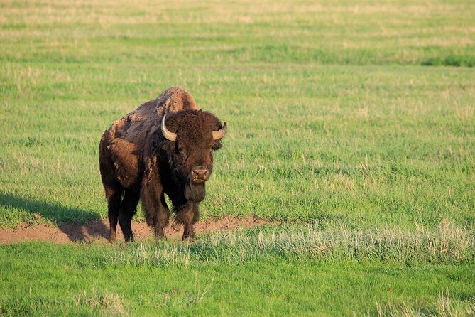 full-day-yellowstone-natl-park-tour-from-big-sky-private-tour-2