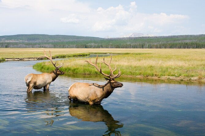 full-day-yellowstone-natl-park-tour-from-west-yellowstone