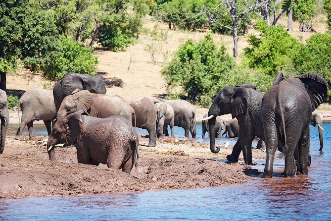 Full Day Zambezi National Park Golden Safari - Full Day Zambezi National Park Golden Safari Review