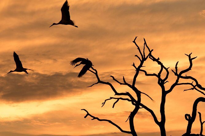 Full-Day Zimbabwe Zambezi National Park Safari & Lunch - Key Points