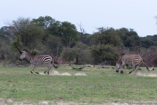 Full-Day Zimbabwe Zambezi National Park Safari & Lunch - Deep Dive into the Safari Experience