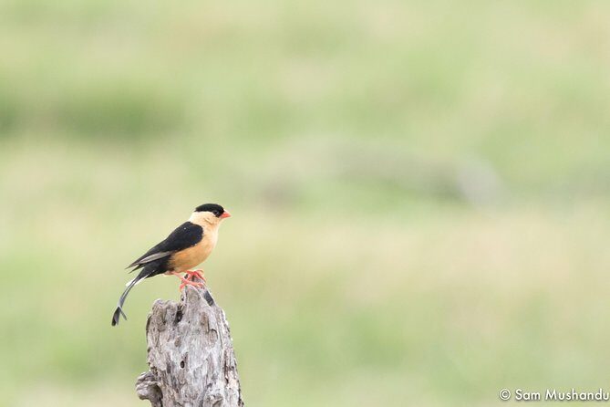 Full-Day Zimbabwe Zambezi National Park Safari & Lunch - Summary of the Experience’s Strengths and Considerations
