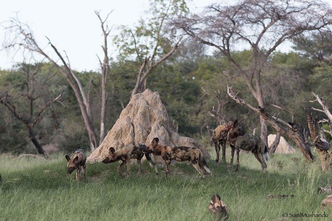 Full-Day Zimbabwe Zambezi National Park Safari & Lunch - Who Should Consider This Safari?