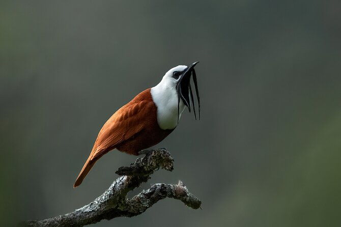 fullday-birdwatching-experience-small-groups