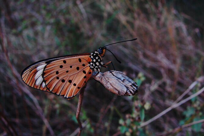 Fullday Gamedrives in Kruger National Park from Marlothpark - Practical Details and Considerations