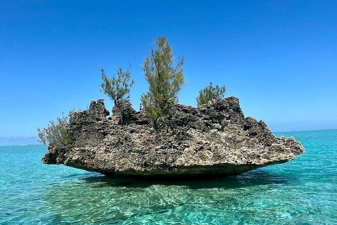 Fully Day Tour: Dolphin Encounters, Crystal Rock at Benitiers Island - Is This Tour Worth It?