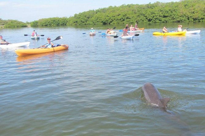 fully-guided-kayaking-backwater-manatee-and-dolphin-tour