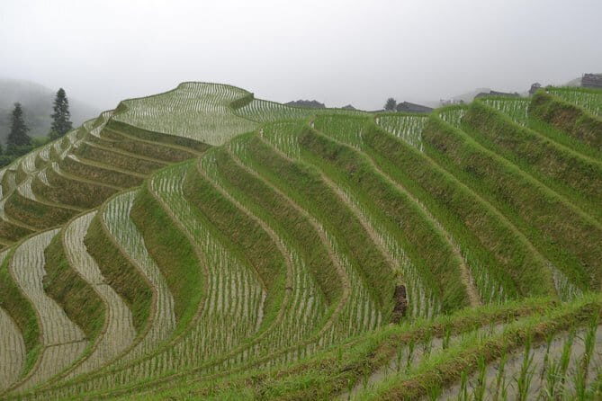 Fully-Guided Private Day Tour of Longji Terraces From Guilin - Who Should Consider This Tour?