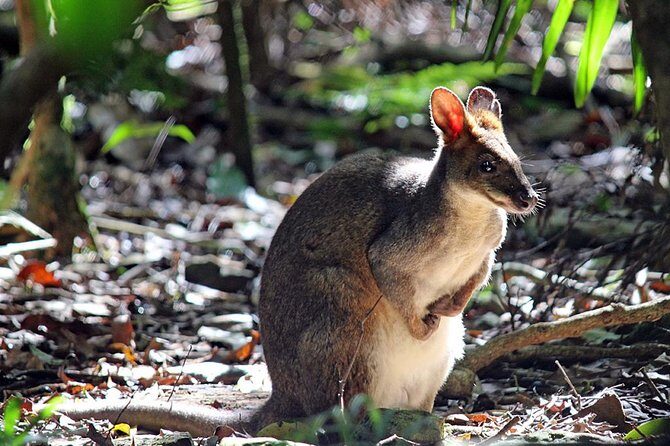 Fully Inclusive Blue Mountains Private Tour inc Scenic World & Featherdale Entry - The Itinerary in Detail