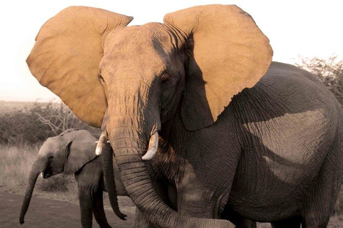 Fully inclusive Pilanesberg safari from Johannesburg - Key Points