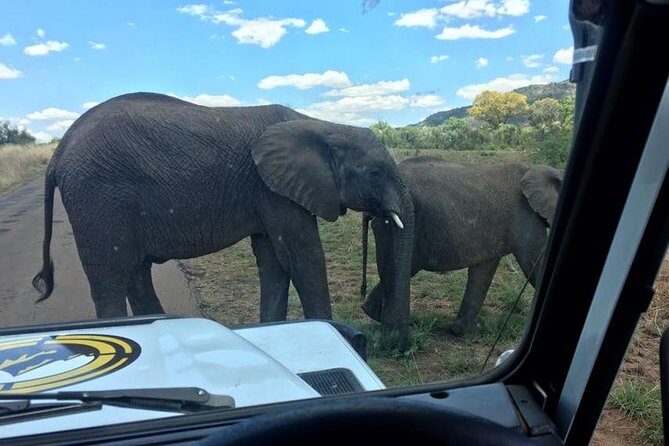 Fully inclusive Pilanesberg safari from Johannesburg - Potential Downsides and Considerations