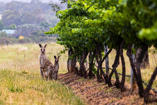 Fully Private and Customisable Hunter Valley Wine Tour - The Itinerary in Detail