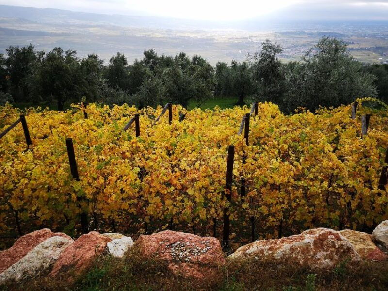 fumane-olive-oil-tasting-on-the-hills-of-valpolicella