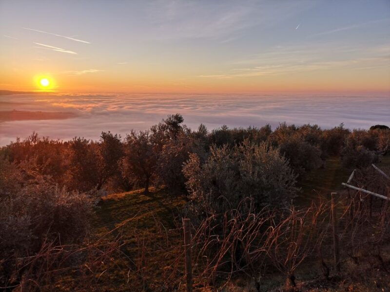 fumane-olive-oil-tasting-on-the-hills-of-valpolicella