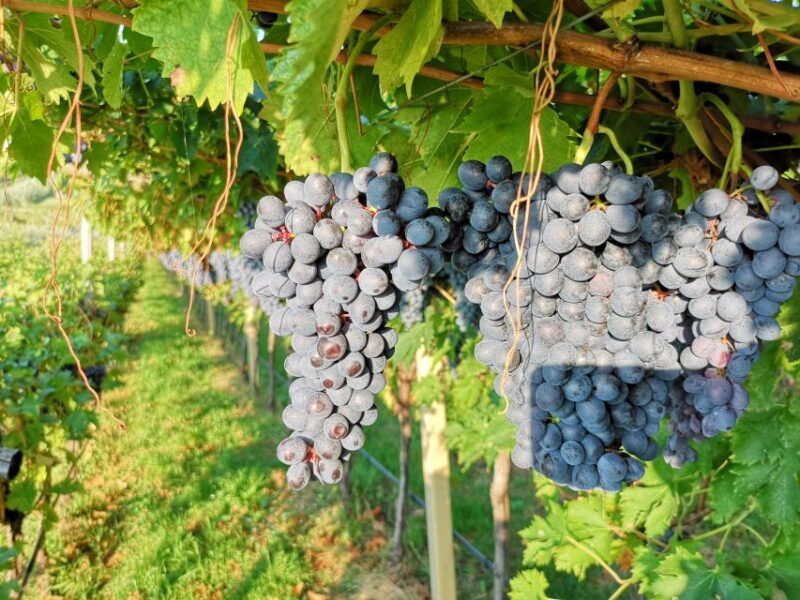 fumane-olive-oil-tasting-on-the-hills-of-valpolicella