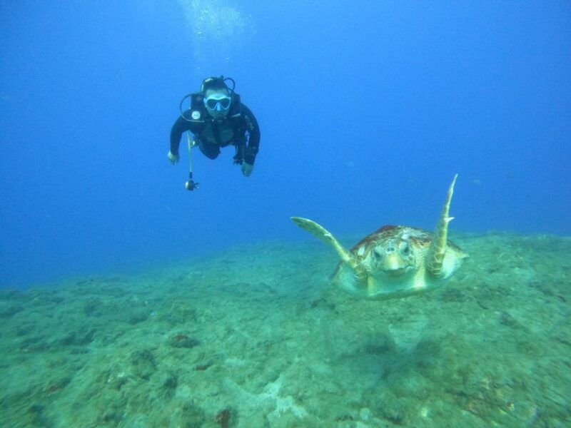 fun-dive-for-certified-divers-in-tenerife