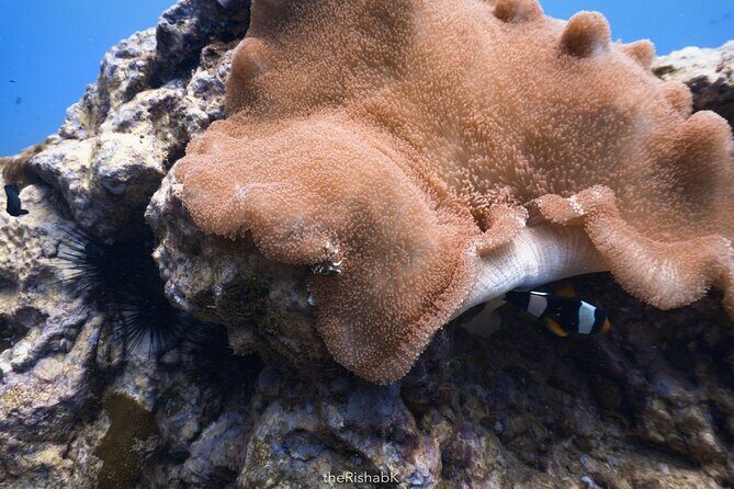 Fun Dive on Racha Islands for Certified Divers Only - Is This Tour Worth It?