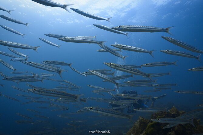 Fun Dive on Racha Islands for Certified Divers Only - FAQ