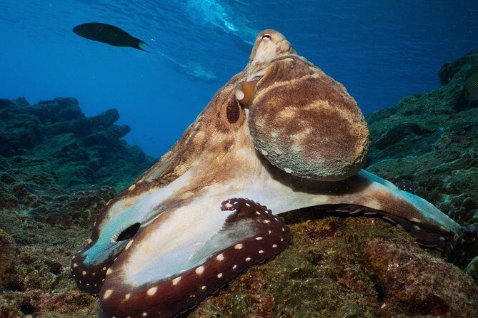 Fun Diving Safari Day Trip From Koh Lanta - Certified Divers - Who Will Love This Tour?