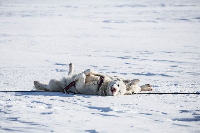 fun-easy-dog-sledding-adventure-early-bird-0810-2