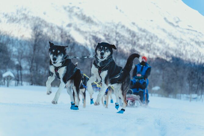 fun-easy-dog-sledding-adventure-early-bird-0810-2