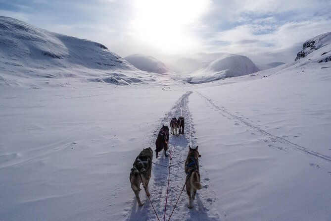 fun-easy-dog-sledding-adventure-early-bird-0810