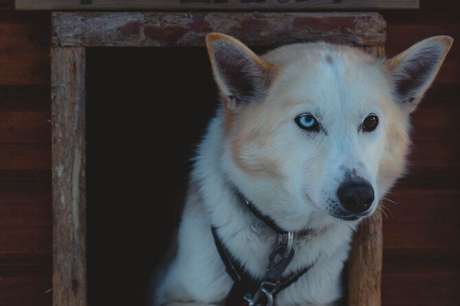 fun-easy-dog-sledding-adventure-early-bird-0810