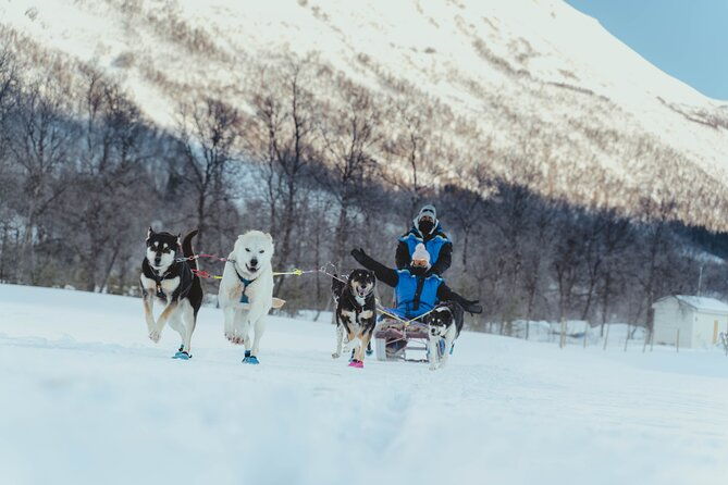 fun-easy-dog-sledding-adventure-early-bird-0810