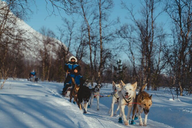 fun-easy-dog-sledding-adventure-early-bird-0810