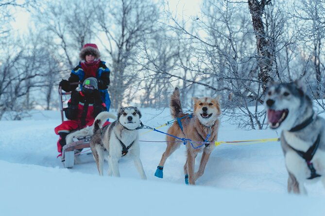 fun-easy-dog-sledding-adventure-early-bird-0810