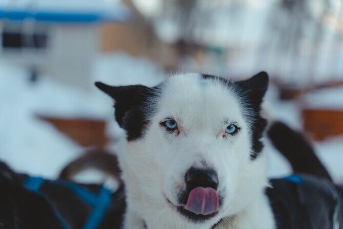 Fun & Easy Dog Sledding Adventure - Noon Tour - The Sum Up: Is This The Right Arctic Experience?
